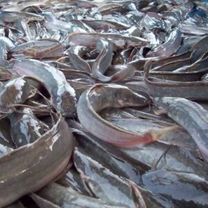 High-Quality Catfish Fingerlings (Fast Growing)