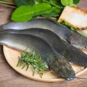 Fresh Live Catfish (Healthy Farm-Raised)