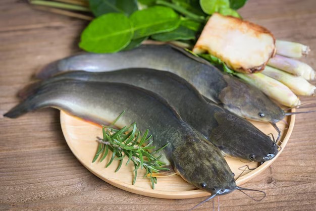 Fresh Live Catfish (Healthy Farm-Raised)