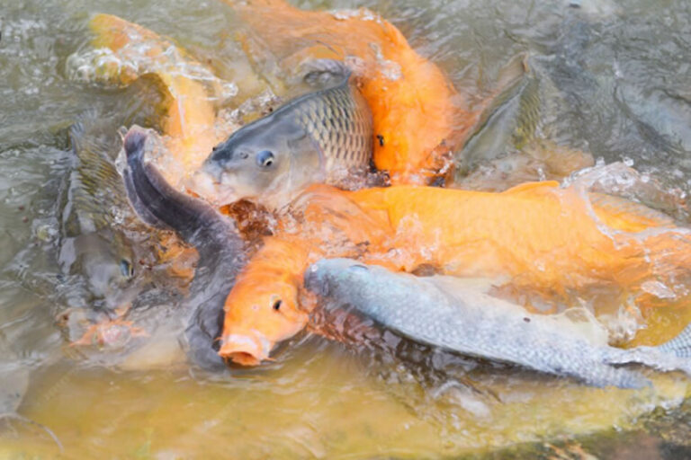 How to Identify Fresh and Healthy Catfish (Avoid Being Scammed in the Market)